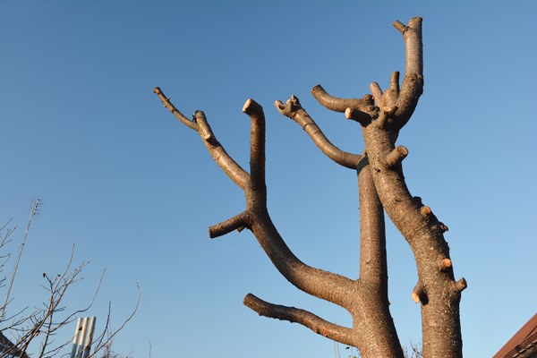 Topped Tree Stock