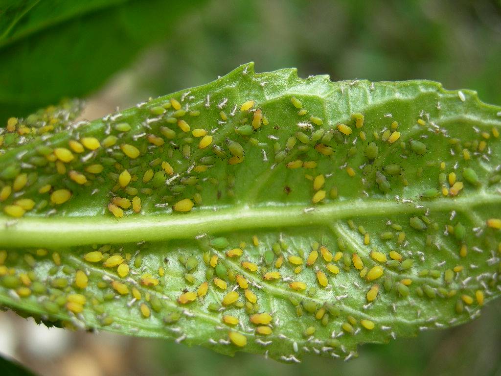 Aphids On Large Trees What To Do Davey Tree