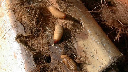 Palm Weevil