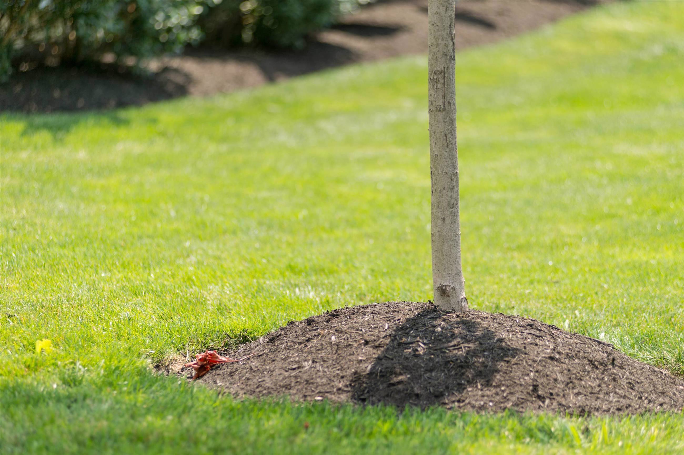 Why To Keep Mulch Away From Tree Trunks Volcano Mulching Davey Tree