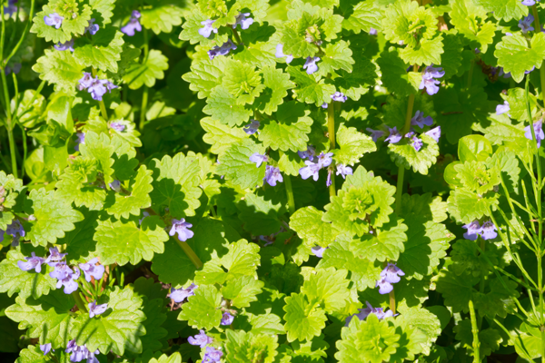 5 23 19 Ground Ivy
