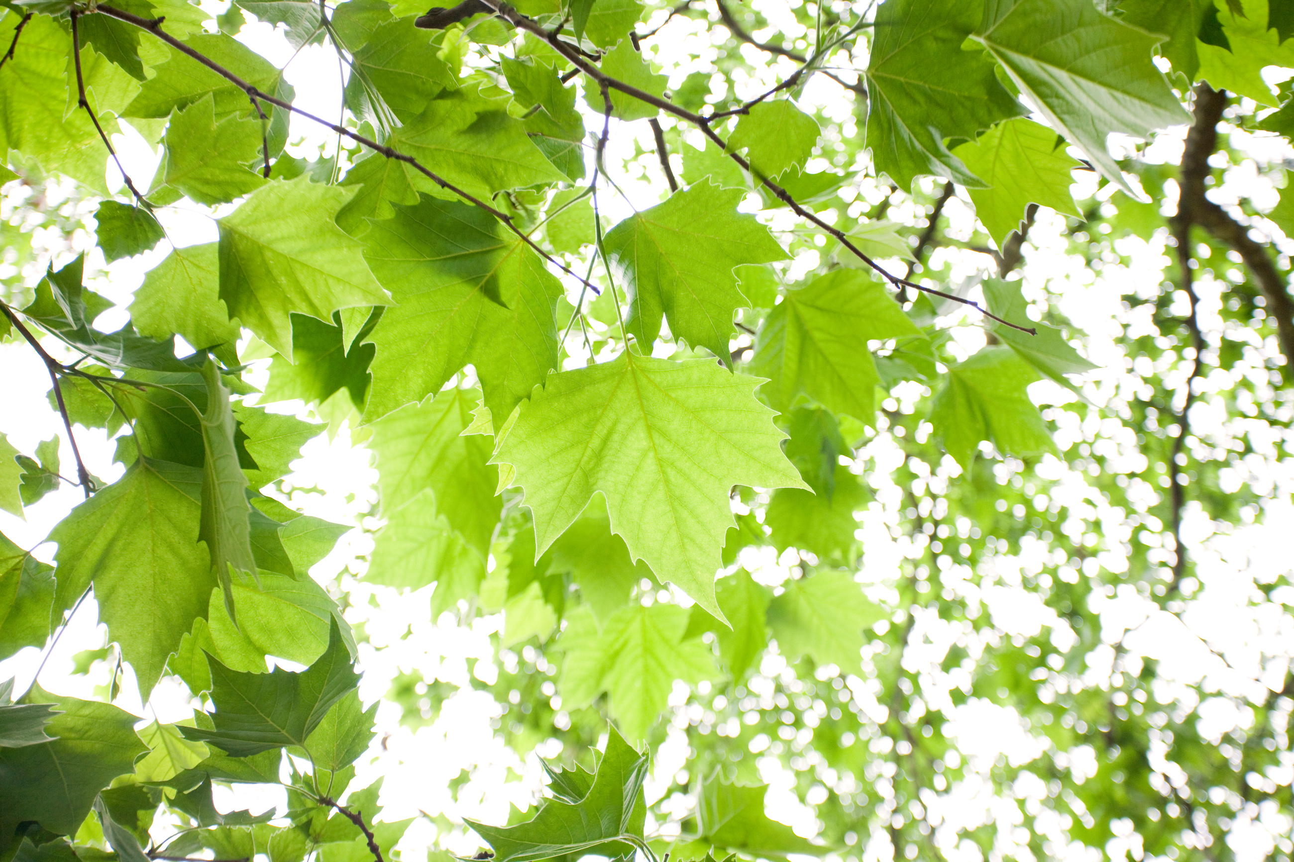 Sycamore Tree Leaf