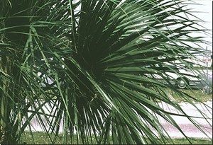 Costapalmate Frond