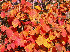 Witch Hazel600x450