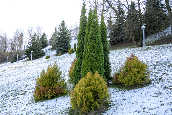 Best Evergreen Trees