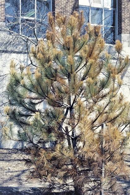 Newly Planted Evergreen Yellow Brown Or Dying Davey Tree