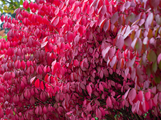 Burning Bush600x450