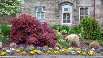 Small Trees For Landscaping Japanese Maple Davey Tree