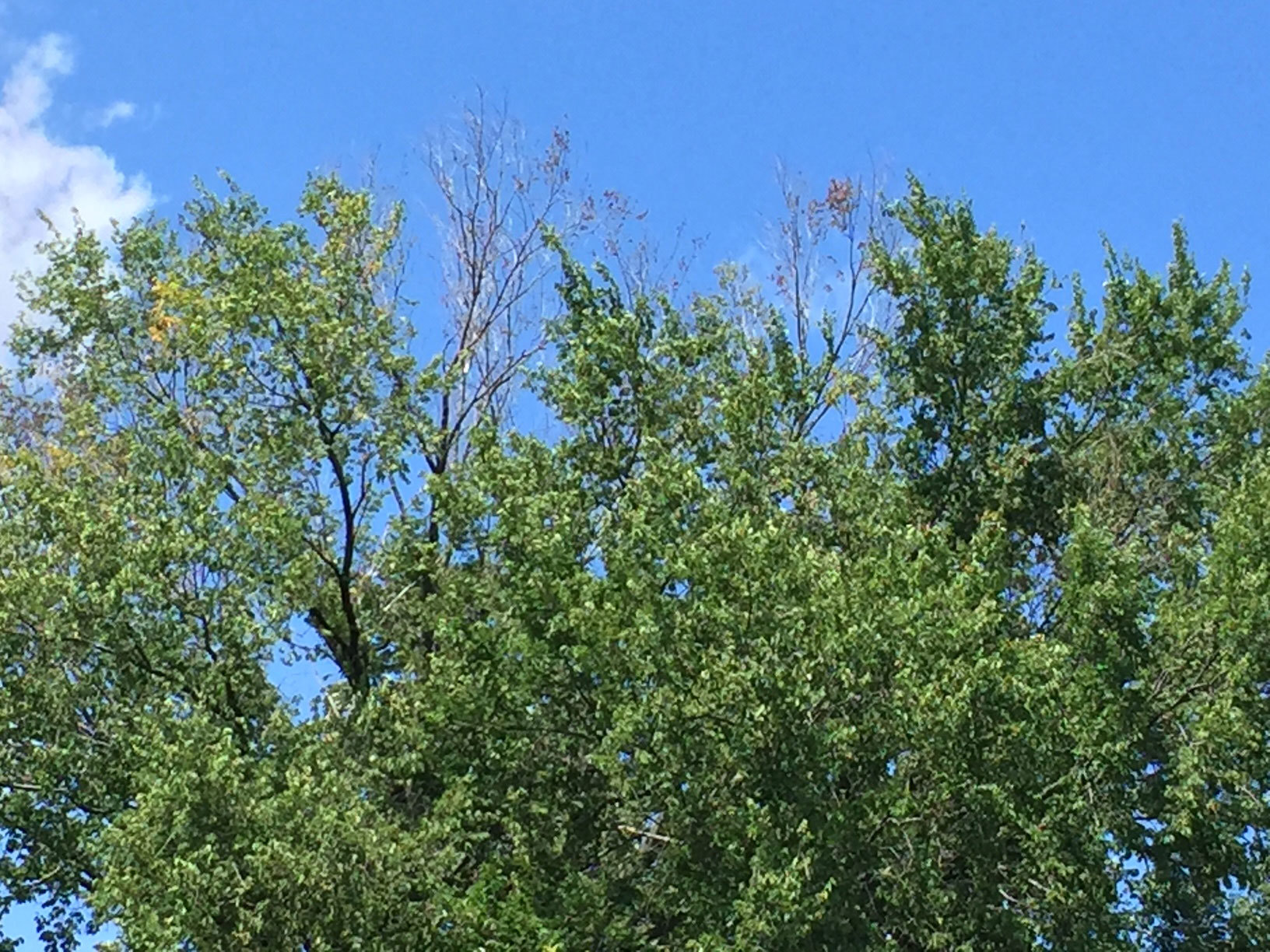 Dutch Elm 1 (1)
