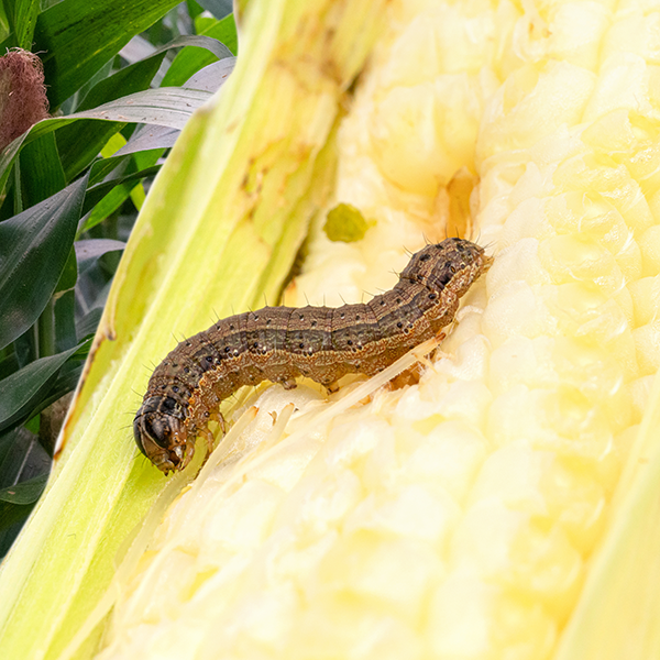 Fall Armyworm