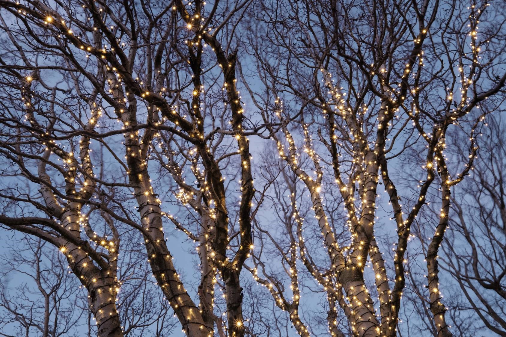 Trees Wrapped In Lights Outside