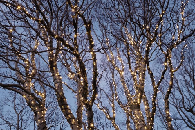 Trees Wrapped In Lights Outside