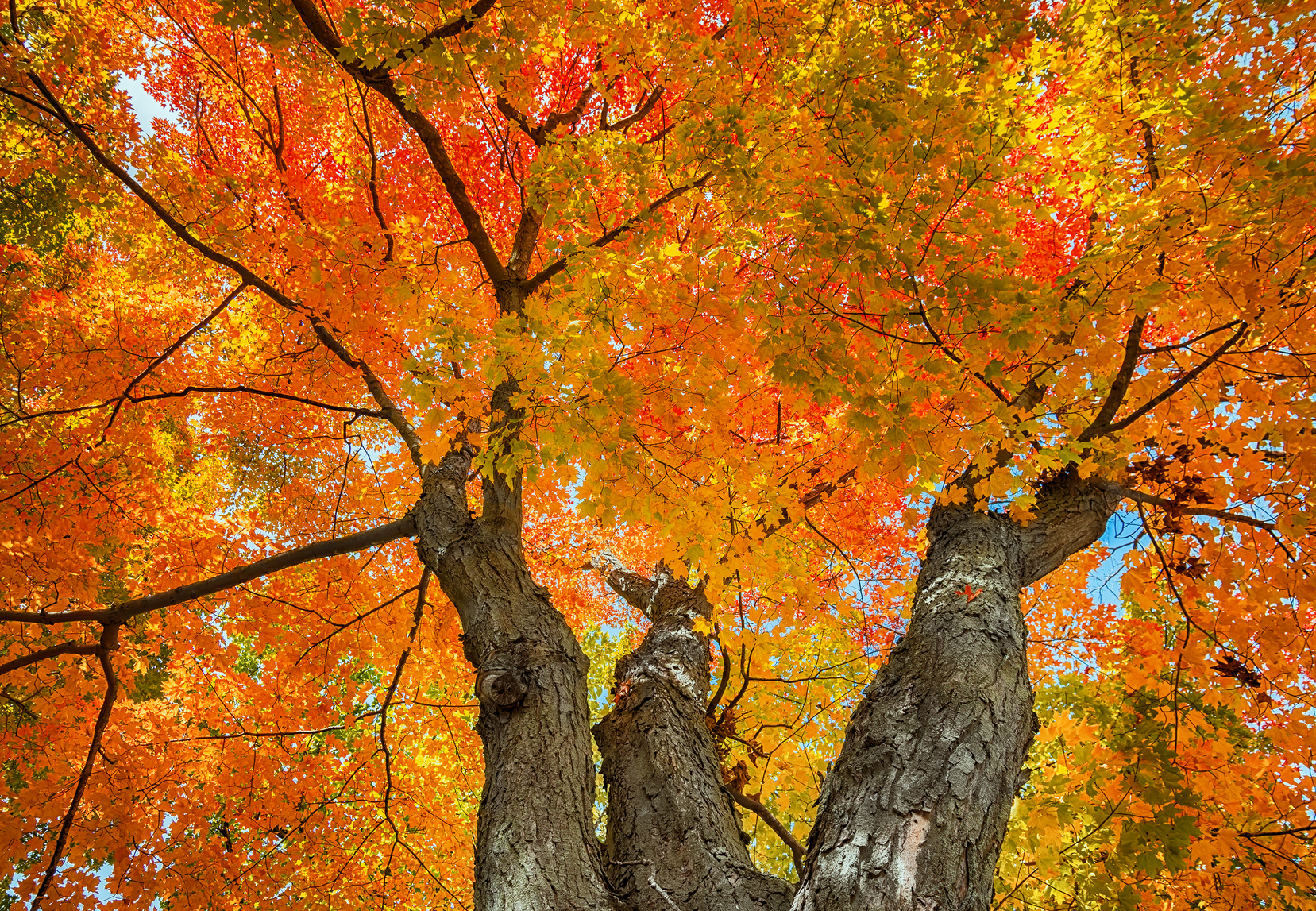 Orange Maple Tree In Fall