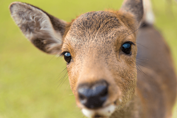 Do Deer Eat Leyland Cypress