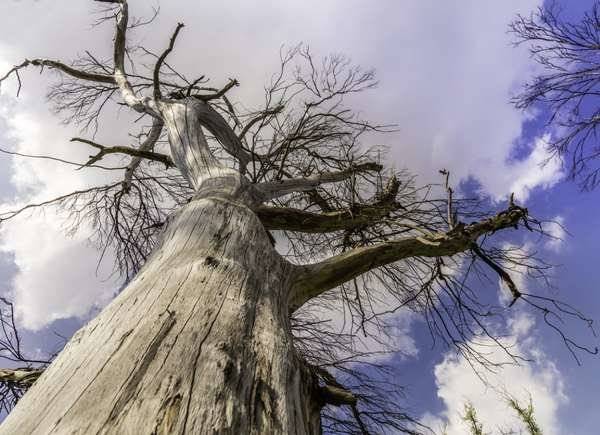 Split Bark 