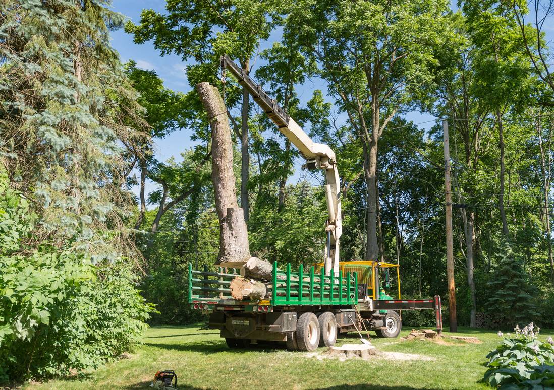 Best Time To Remove A Tree Davey Truck Davey Tree