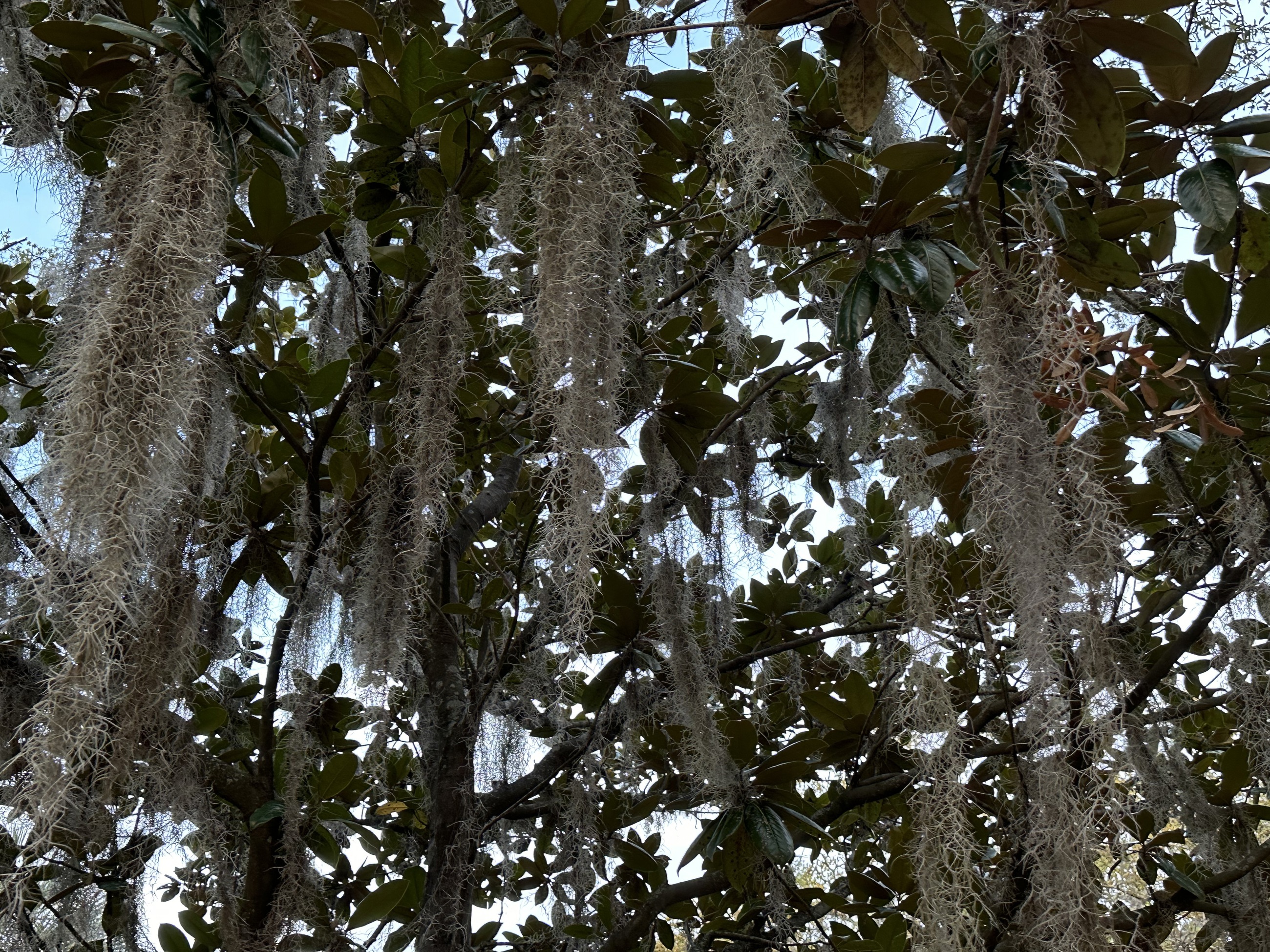 Spanish Moss