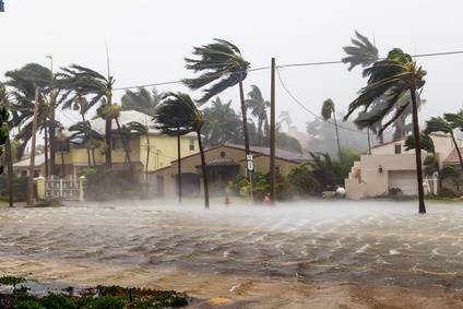 What To Do About Palm Tree Hurricane Damage Davey Tree