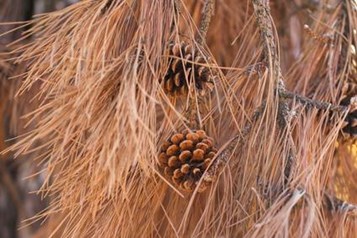 Dry Brown Pine Tree