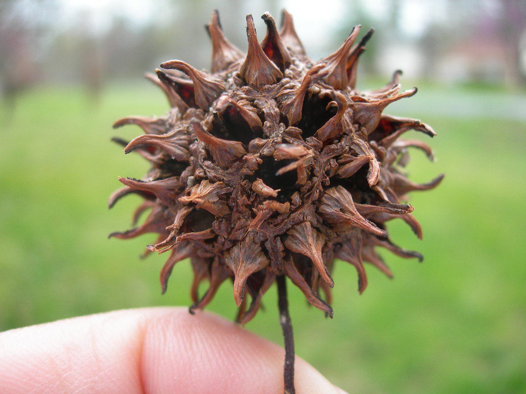 How To Identify A Sweetgum Tree