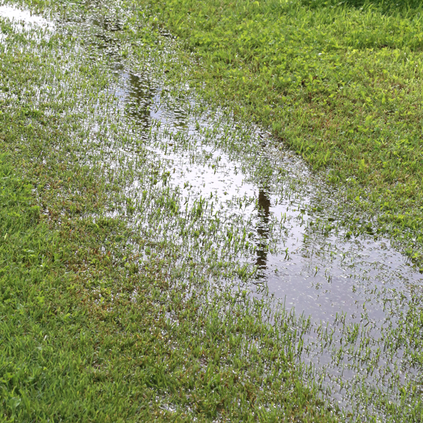 Plants For Drainage