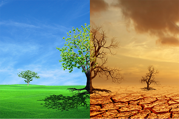 Impact Of Trees On Climate Change