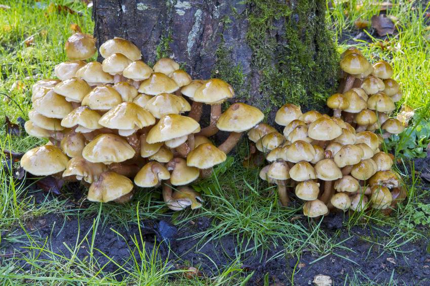 Honey Fungus