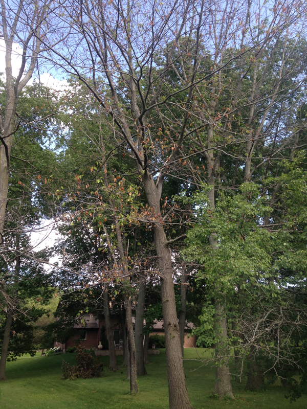 How To Tell If A Tree Is Dying 2