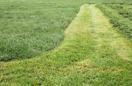 Mowed Grass