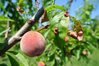 Peach Tree Leaves Curling