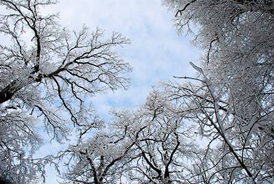 Seasonal Winter Trees Snow2