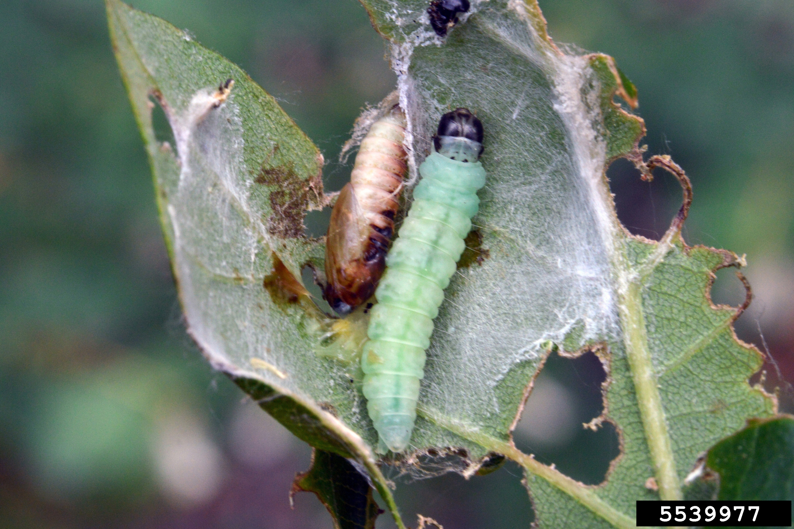 5539977 LGPT Oak Leafroller Caterpillar