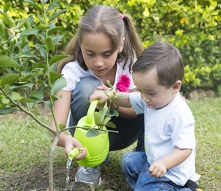 St Louis Tree Planting
