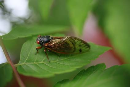 Cicada On Tree Leaf