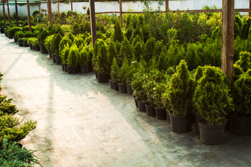 Hardy Trees