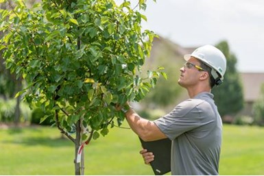 Spring Tree Inspection