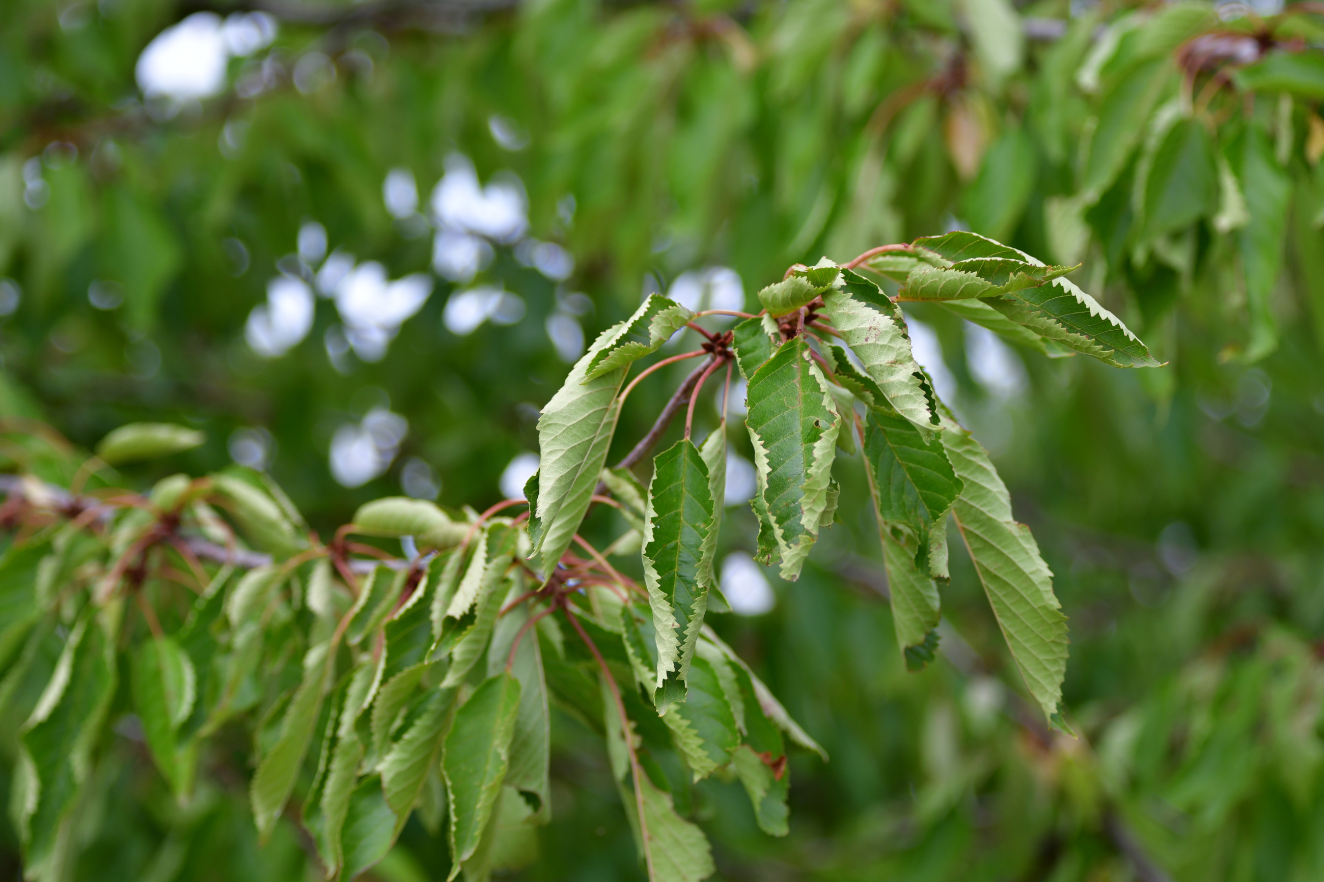 How To Treat Heat Stress In Trees