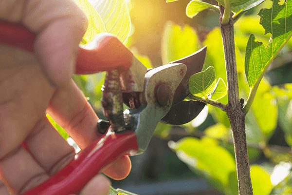 Pruning Young Tree