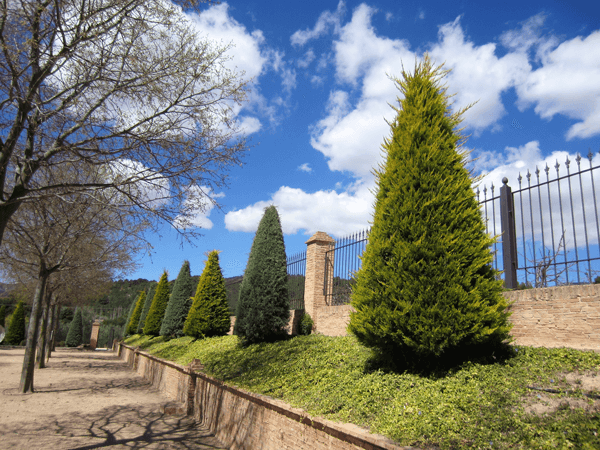 How Fast Do Leyland Cypress Grow
