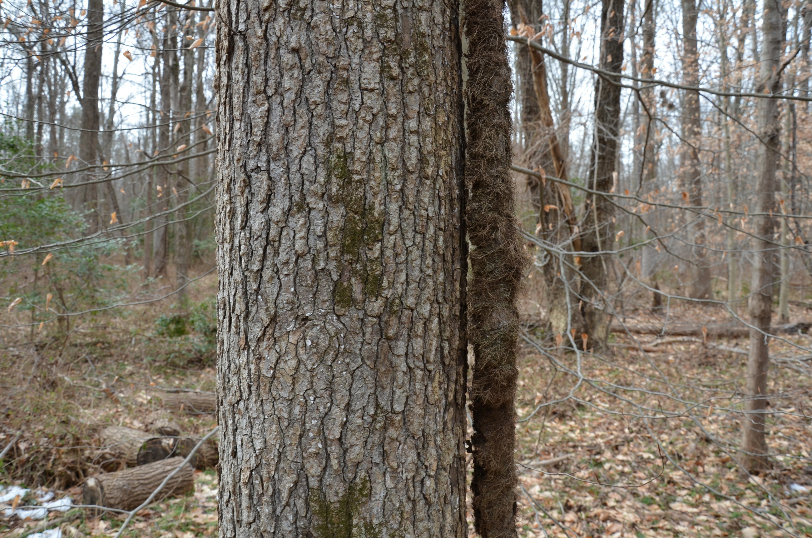 Poison Ivy Vine