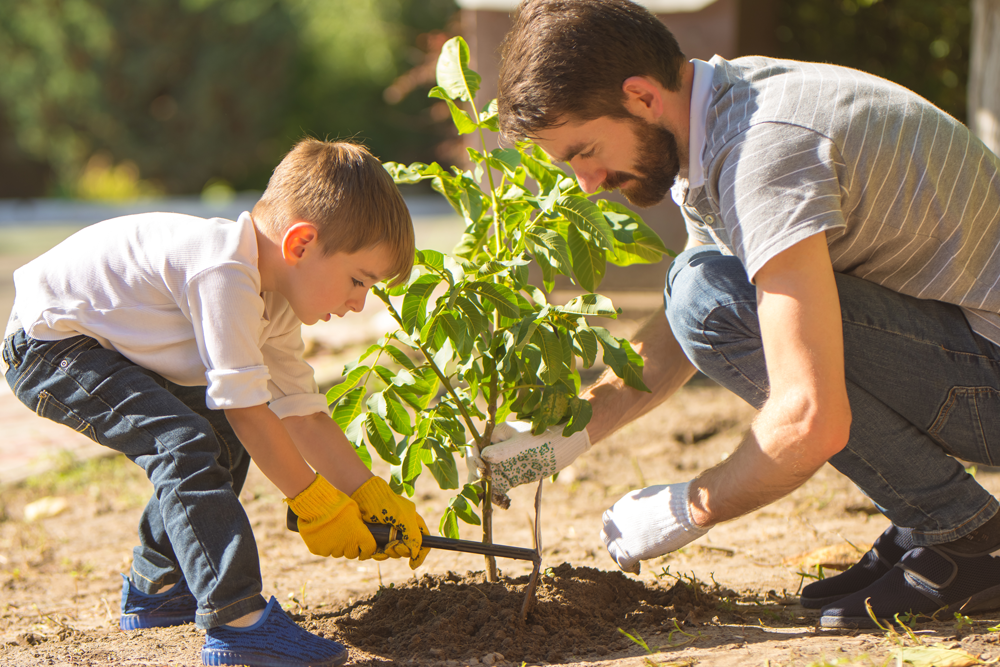 Tree Planting Tips