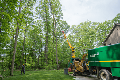 Arborist Near Me