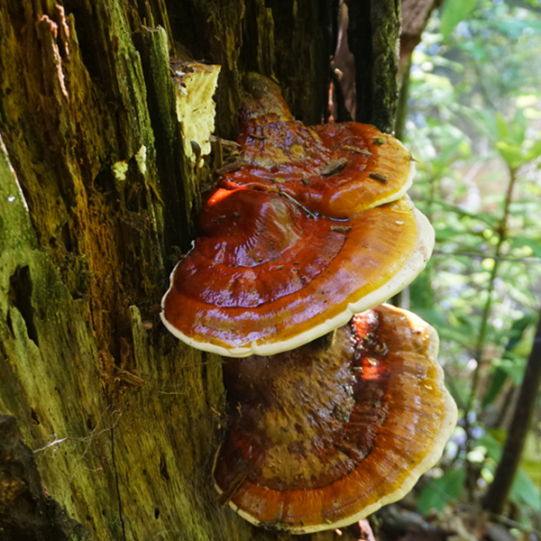 What Causes Ganoderma Root Rot