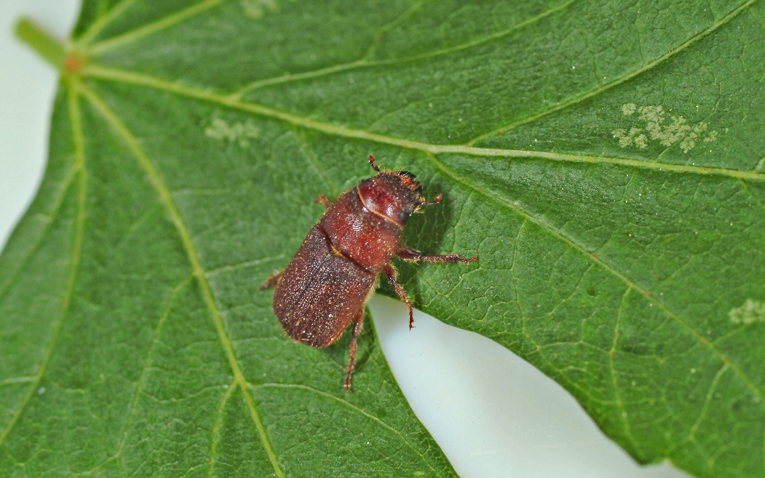 2102020 LGPT Red Turpentine Beetle1