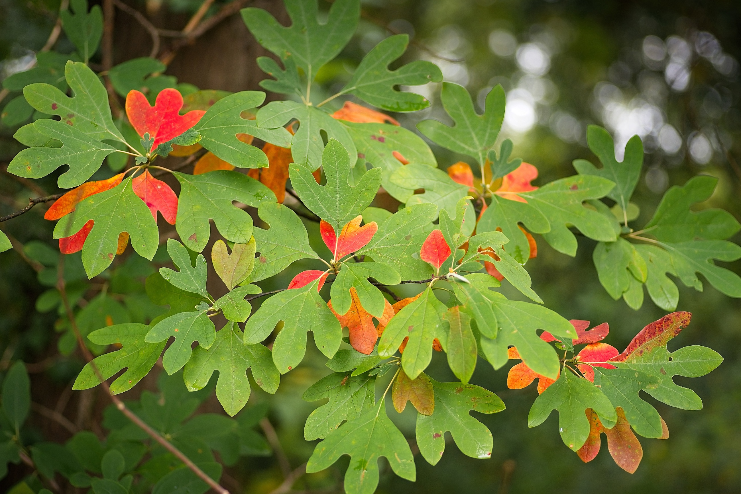 Sassafras Tree Leaves