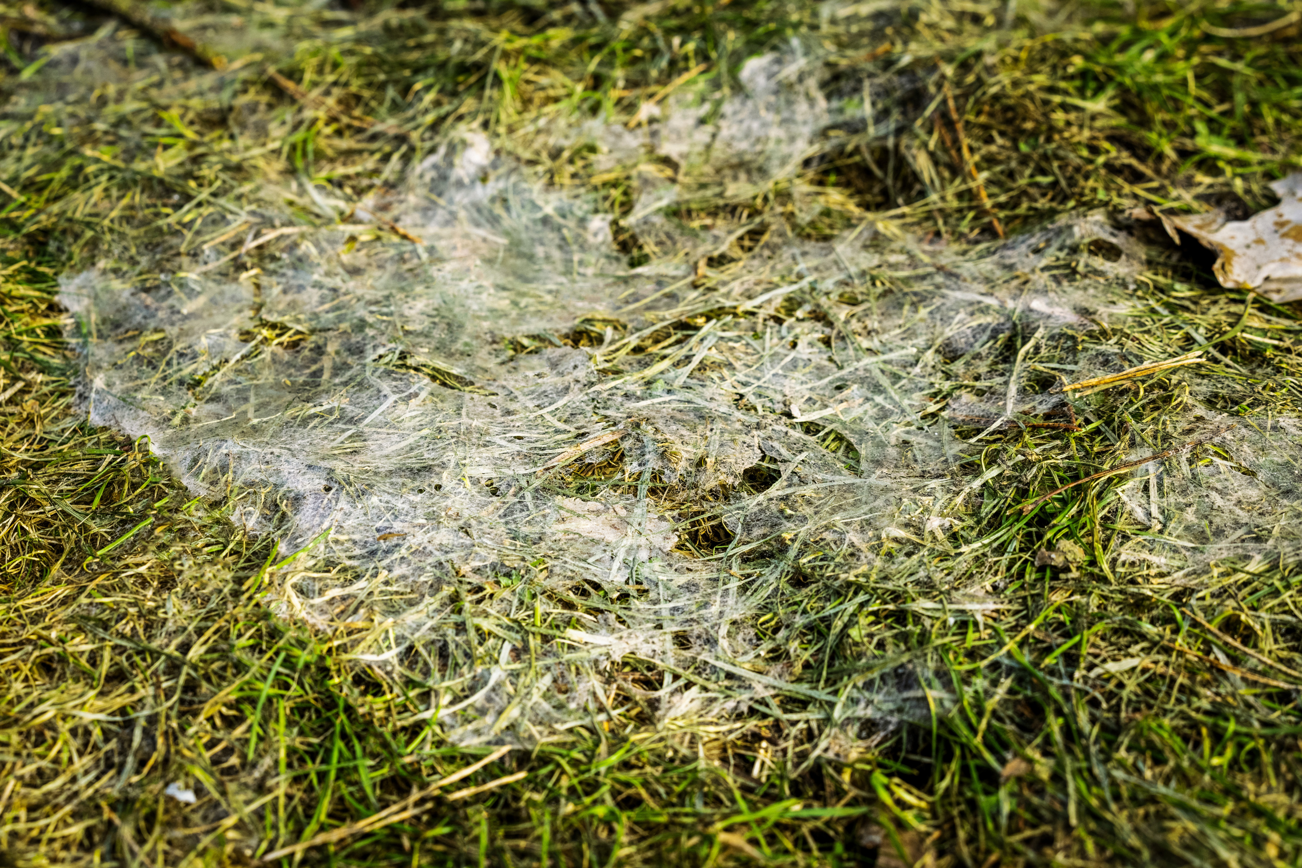 Snow Mold