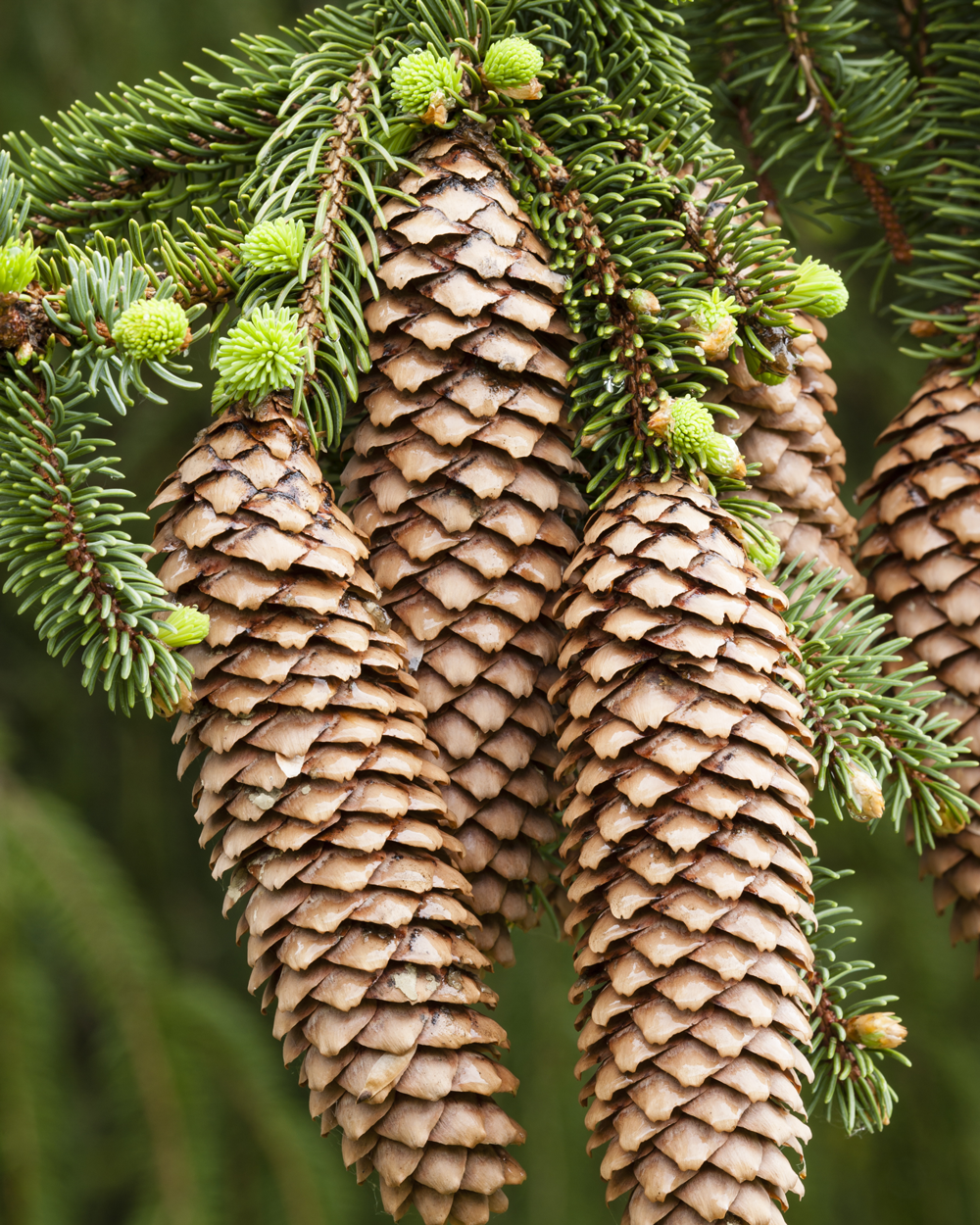 Norway Spruce Tree