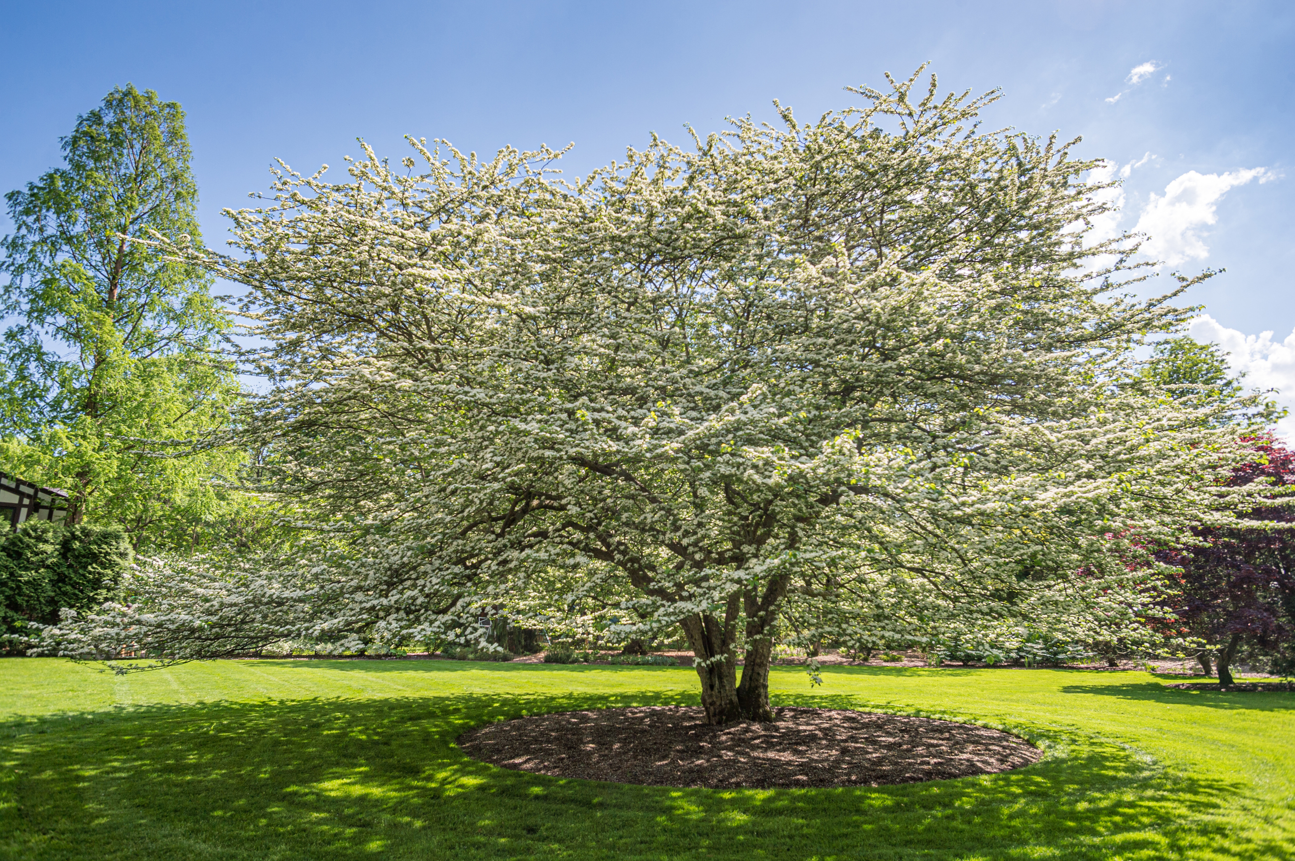 Hawthorn