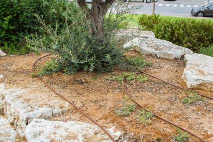 Drip Irrigation System Soaker Hose To Water Trees Shrubs Davey Tree