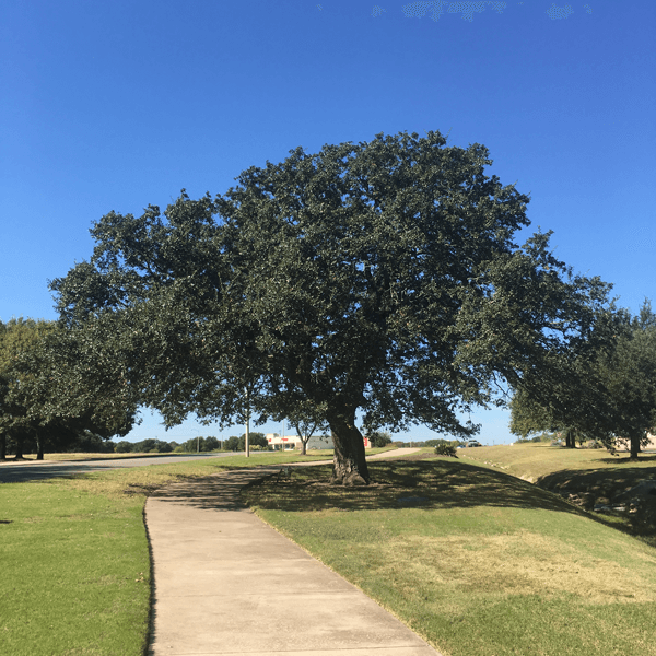 When To Prune Oak Trees In Texas